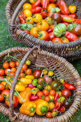 Tomatoes in a basket