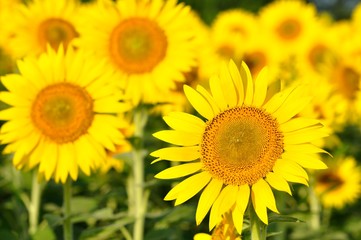 Obraz premium ひまわり