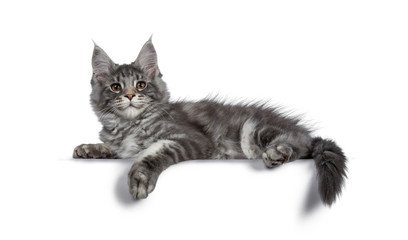Smiling blue silver Maine Coon cat kitten, laying down side ways. Looking friendly with brown eyes at lens. Isolated on white background. Tail and paw over edge.