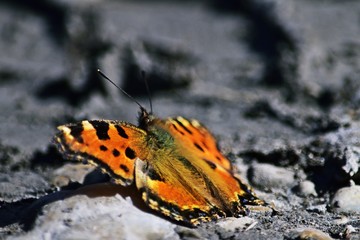 Großer Fuchs (Nymphalis polychloros)