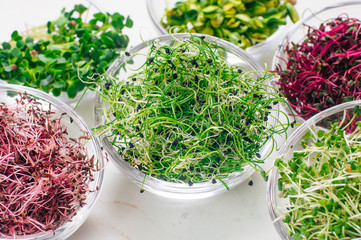 Micro greens sprouts of onion and other sprouts in glass bowls - obrazy, fototapety, plakaty
