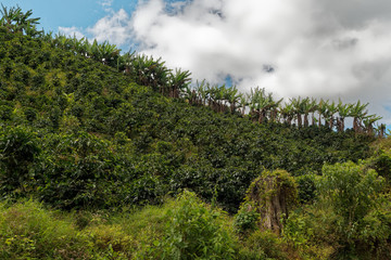 Fototapeta na wymiar Costa Rica Coffea plantations. Coffea is a genus of flowering plants in the family Rubiaceae.