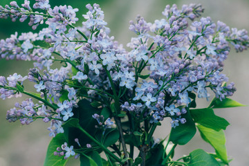 branch, bush with purple lilac against the background of the road in the village drenched by the sun, summer