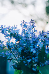 branch, bush with purple lilac against the background of the road in the village drenched by the sun, summer
