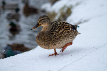 duck in snow