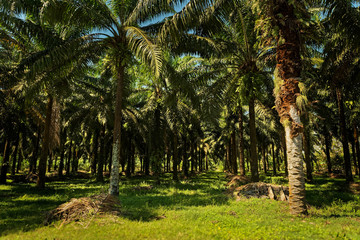 Obraz premium Oil Palm Tree Plantation in Costa Rica