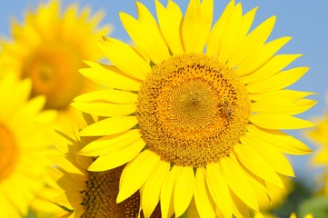 ヒマワリとミツバチ