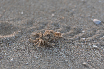 cangrejo 2