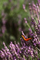 butterfly on flowers