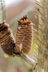 Pine Cone Emerging in Winter