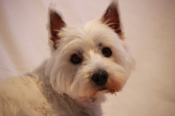 westie