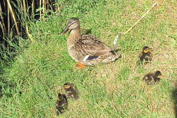 Duck in a Park in Budapest, Hungary