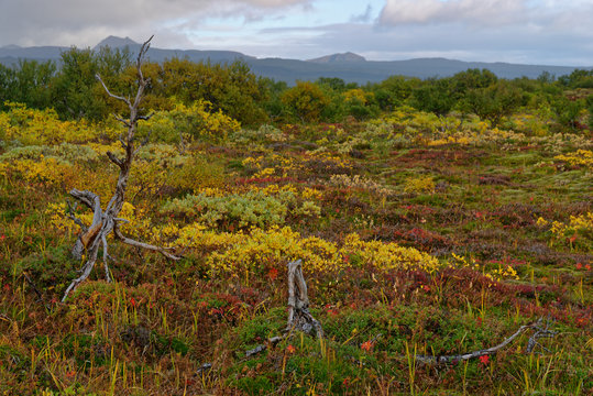 herbstliche Landschaft bei Pingvellir, Island