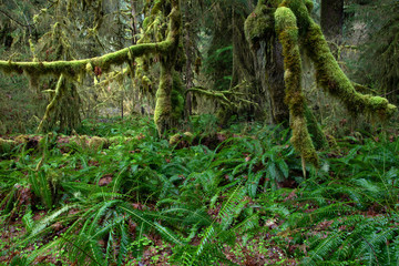 Fototapeta premium Olympic National Park, WA, USA. 