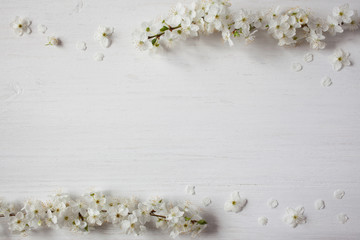 Background with blossoming spring cherry plum branches