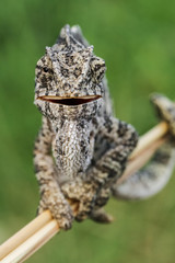 smile chameleon