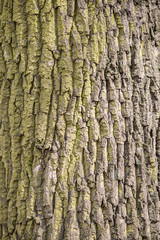  The tree is slightly green