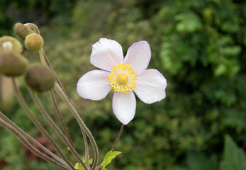 beautiful white and yellow flower, macro