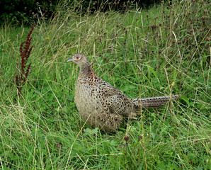 beautiful female pheasant
