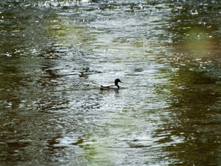 Mallard ducks (Anas platyrhynchos) swimming in the water in a river