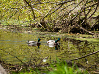 Obraz na płótnie Canvas Mallard ducks (Anas platyrhynchos) swimming in the water in a river