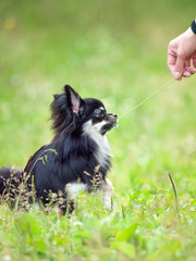 Beautiful Chihuahua dog playing with flower