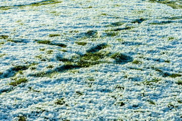 Melting snow on the grass