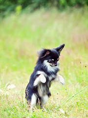 Beautiful Chihuahua dog playin  in a grass field