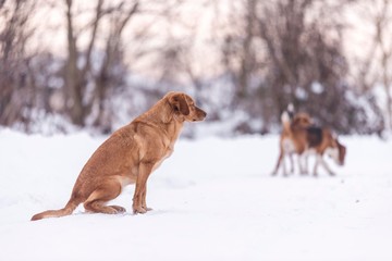 Naklejka premium dog sitting on snow