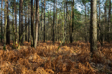  sous bois avec des fougères en automne