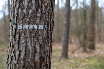 Markings on the bark of a coniferous tree in the forest. White line on the trunk of a tree.