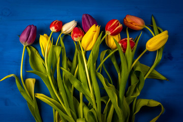 tas de tulipes multicolores sur une planche bleue