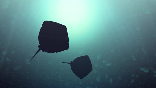 4K animation of The silhouettes of two mantas swim at the level of the ocean. This is underwater video with sea rays and bubbles. 