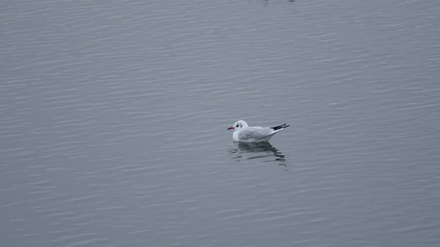 A seegull swimms in harbor late afternoon