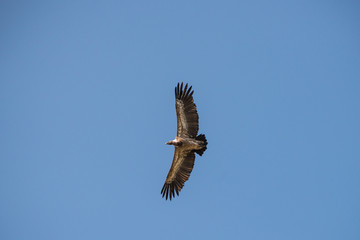 Vautour en vol