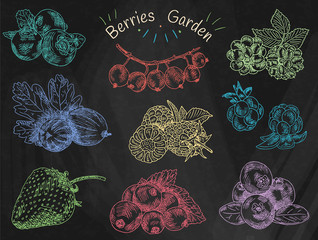 berries garden, blackberries, blackberry, boysenberry, currants, dewberry, gooseberries, mulberry, raspberry, strawberry, mountain ash, blueberry, cloud berryon the chalkboard background © levshina