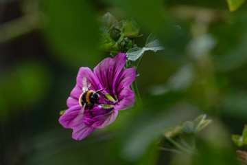 Fototapeta premium Bee pollinating a flower 