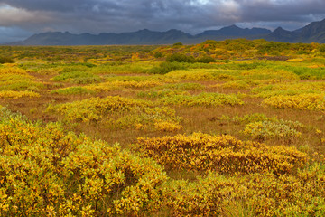 Fototapeta premium herbstliche Landschaft bei Pingvellir, Island