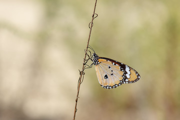 Obraz premium Danaidae / Sultan / / Danaus chrysippus