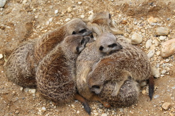 erdhörnchen