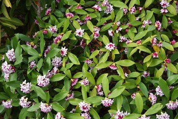 Daphne blooming in the park.