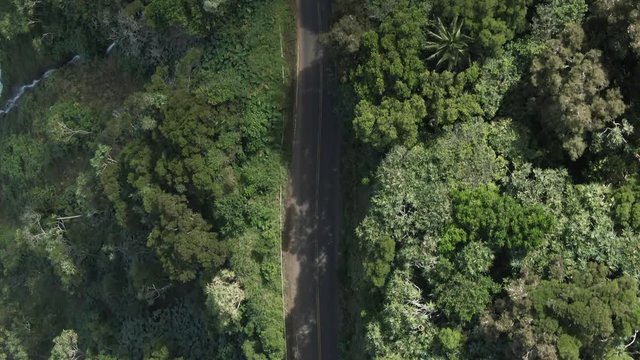 Overhead aerial, road runs through forest in Maui, Hawaii