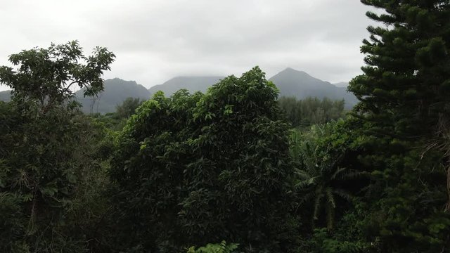 Forest in Hanalei, Bay, aerial