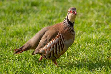 Red Legged Partridge (alectoris rufa) Portrait against green grass