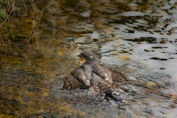 SPARROW HAWK SWIMMING IN RIVER 