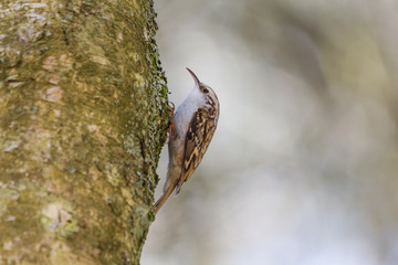 TREE CREEPER