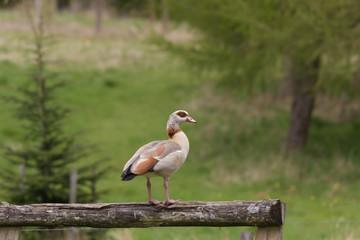 EGYPTIAN GOOSE STANDING ON A LOG