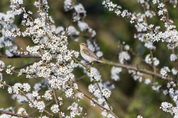 CHIFFECHAFF SITTING IN BLOSSOM TREE
