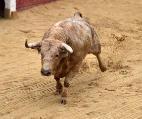 toro en españa