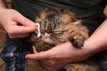 eye cat cleaning with a cotton pad. Persian breed